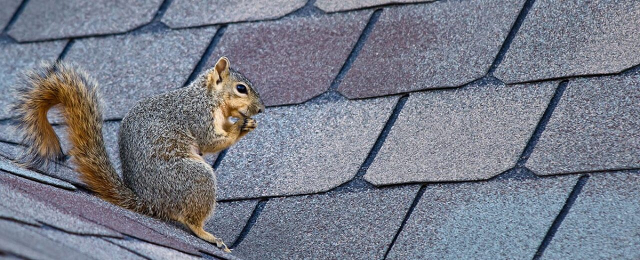 How-Pests-Can-Damage-Your-Home