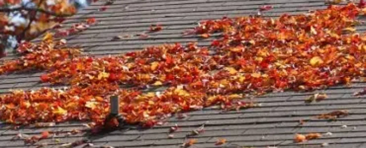leavesontheroof